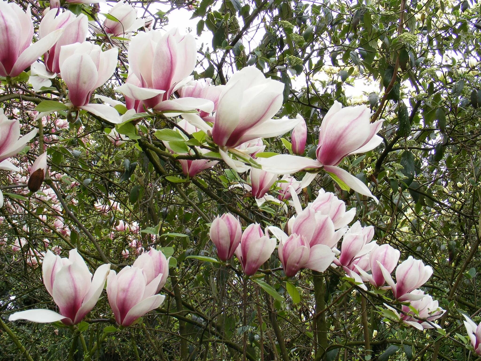 Magnolia 'Eternal Flames' Магнолия. Магнолия Sunspire. Магнолия саженцы. Magnolia 'Pink Globet'. Купить магнолию саженцы в беларуси