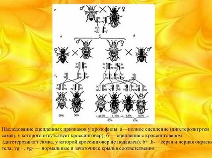 Полное наследование