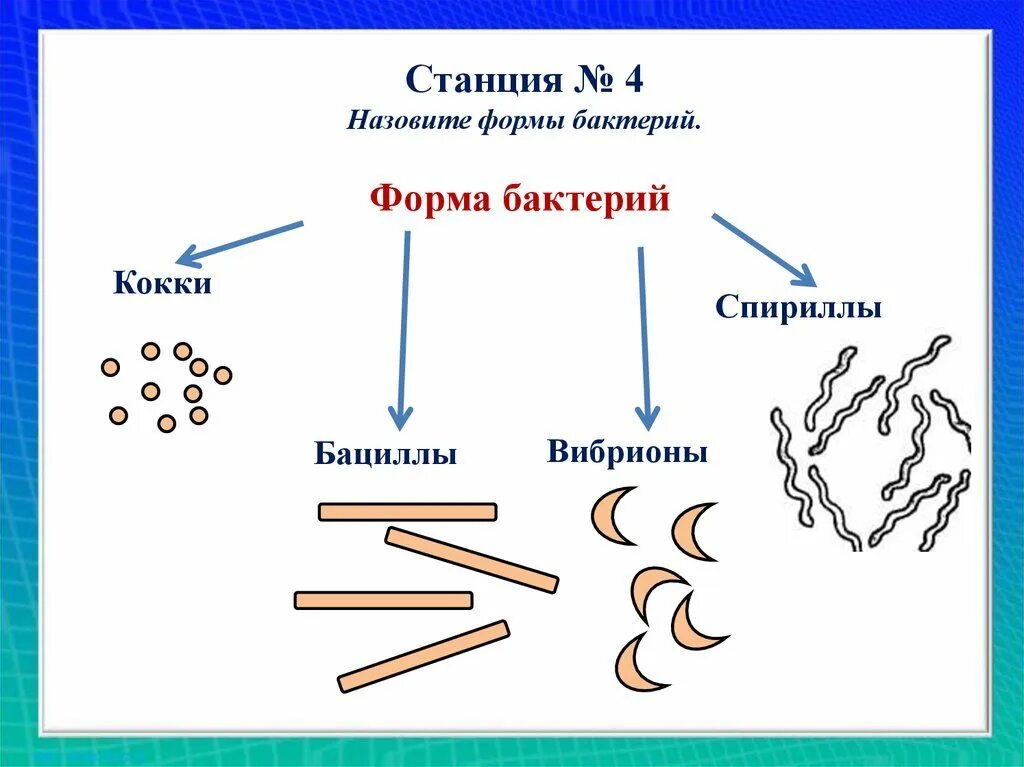 Формы бактерий кокки бациллы спириллы вибрионы. Формы бактериальных клеток спириллы. Формы палочковидных бактерий вибрионы. Форма бактерии спириллы. Виды бактерий 7 класс биология