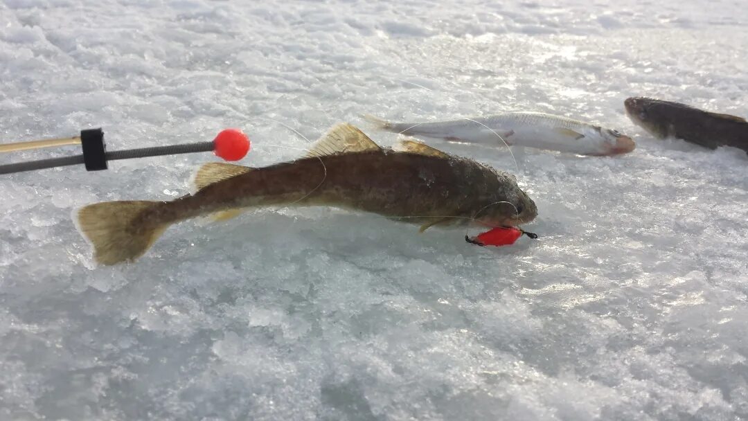 оснащение махалки на корюшку. снасти для ловли наваги. блесна на навагу и зубаря в приморье. оснастка на навагу. наживка на навагу.