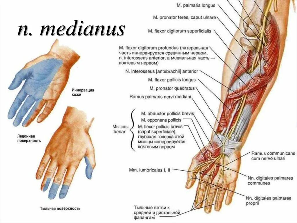 Срединный нерв иннервирует мышцы. Срединный нерв руки анатомия. Иннервация срединного нерва кисти. Локтевой нерв анатомия иннервация.