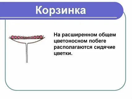 Соцветие корзинка