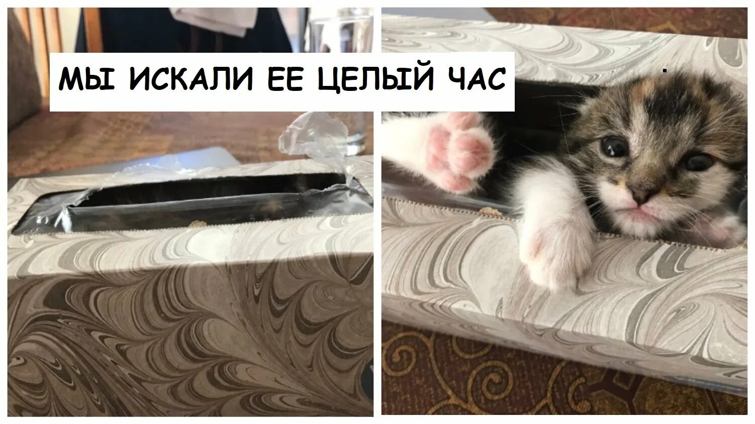 Кошка затаилась. Котенок спрятался. Кошка играет в прятки. Кот прятки. Котенок спрятался.