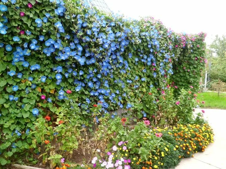 1,95 € Graines de Morning Glory - Belle-de-Jour (Ipomoea tricolor) 5 graines par