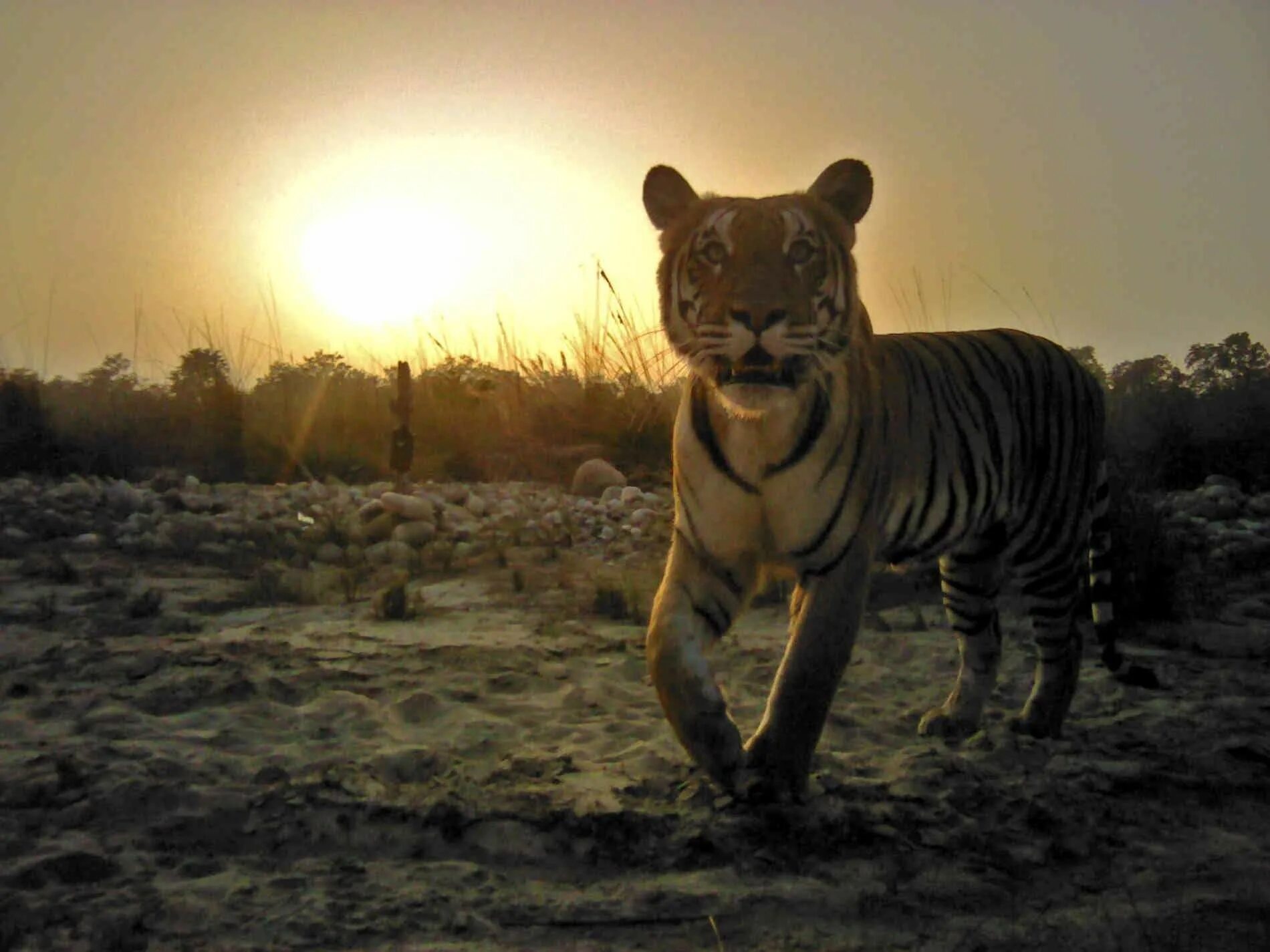 Бенгальский тигр. Тигр на рассвете. Селфи с тигром. Тигр на рассвете фото.
