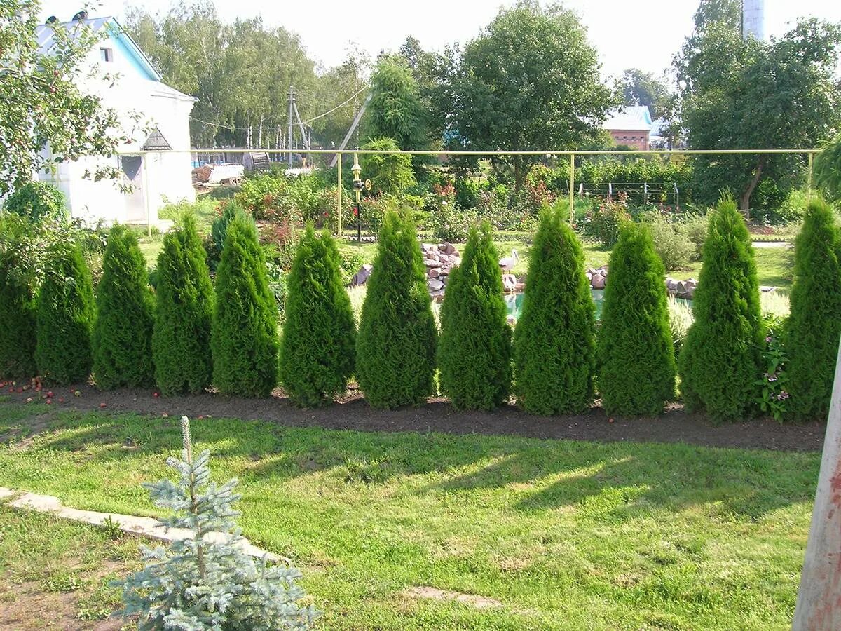 Сорта туи для живой изгороди