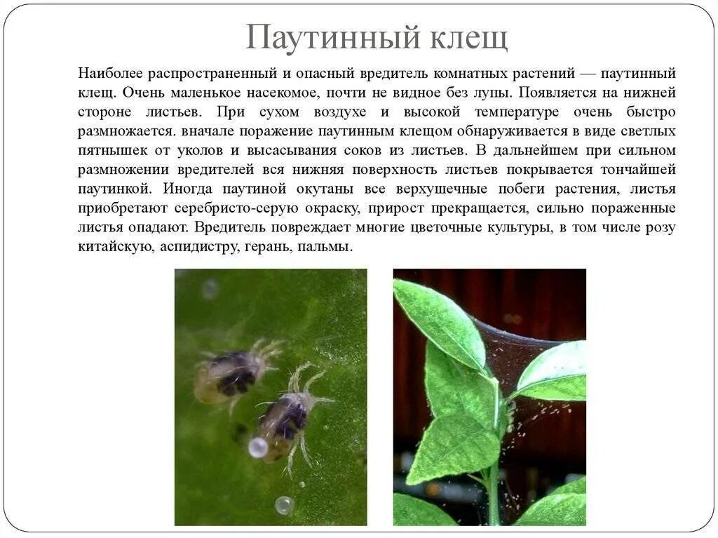 Клещ растений как выглядит Почему у комнатных роз желтеет и опадает листва, появляется паутинный клещ