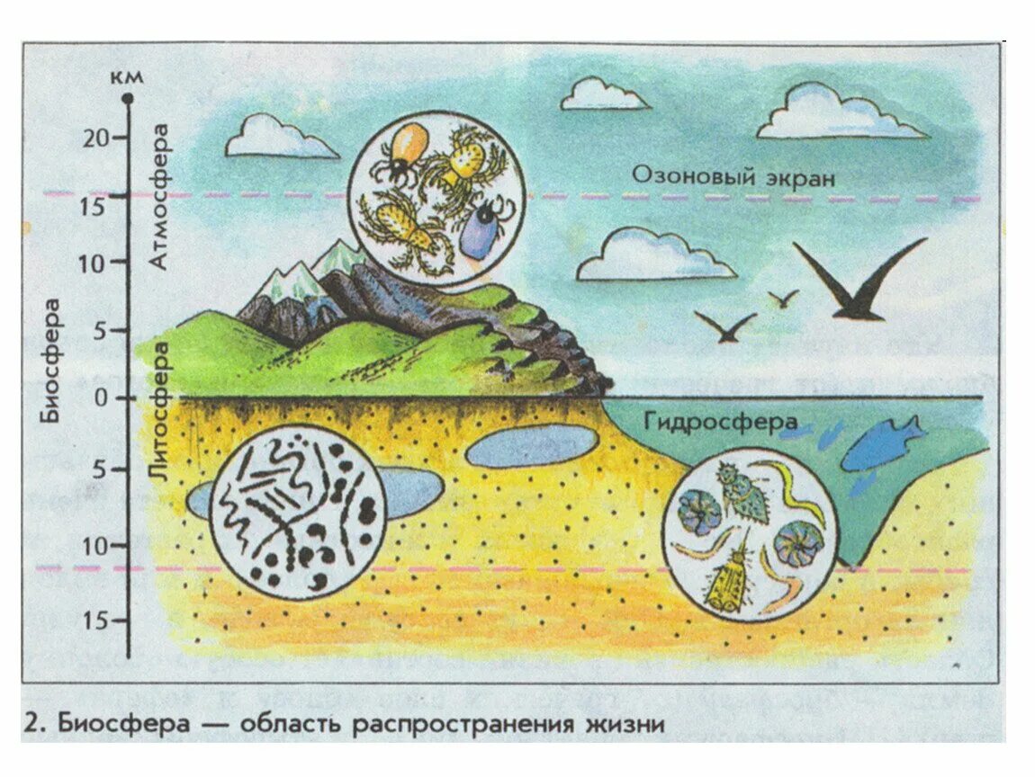 В верхнем слое воды обитает больше