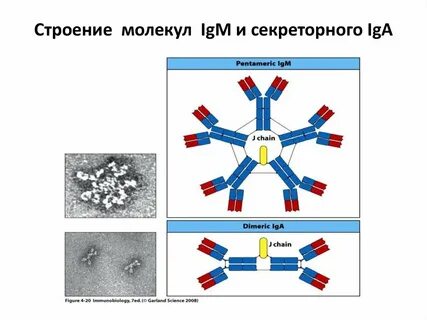 Иммуноглобулин рисунок