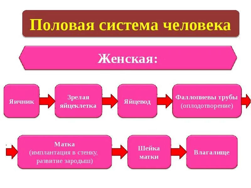 Размножение и развитие человека. Размножение и развитие человека биология 8 класс. Особенности размножения человека конспект. Процесс размножения людей схема.