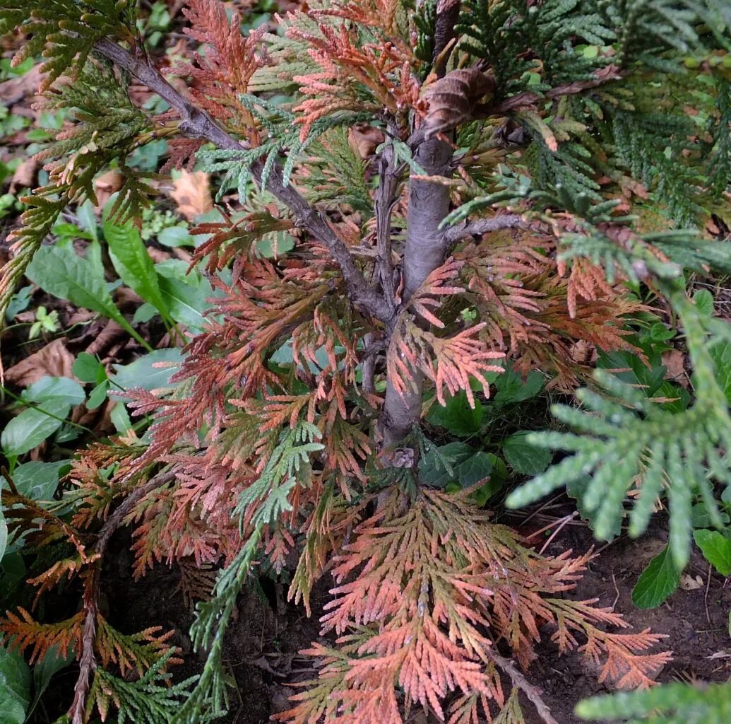 Туя смарагд покоричневела. Пожелтение хвои туи. Туя смарагд желтеет весной. Туя западная брабант. Почему туя.