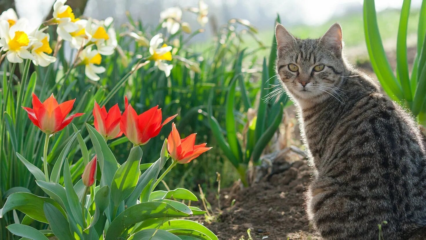 Кошка с тюльпанами. Весенний кот. Кошки весной. Котик с тюльпанами