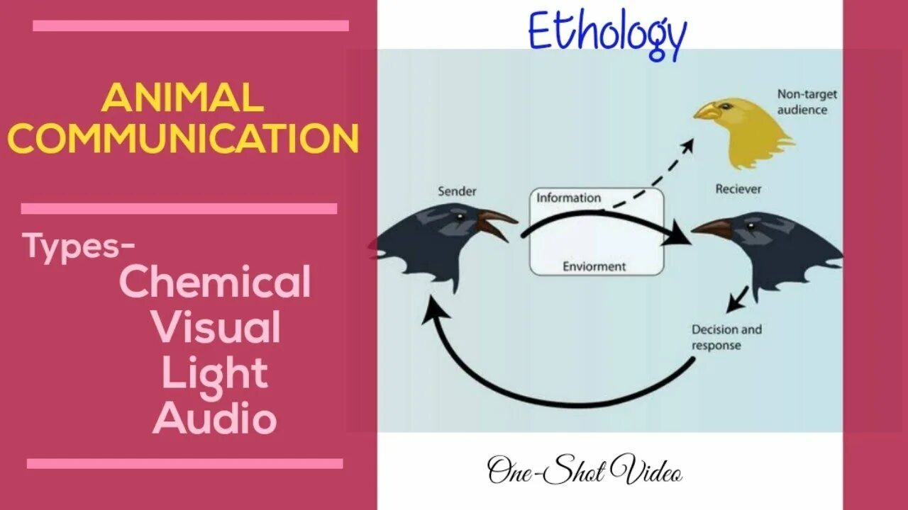 Animal communication. Visual communication of animals. How animals communicate. Этология общение. Этология лошадей.