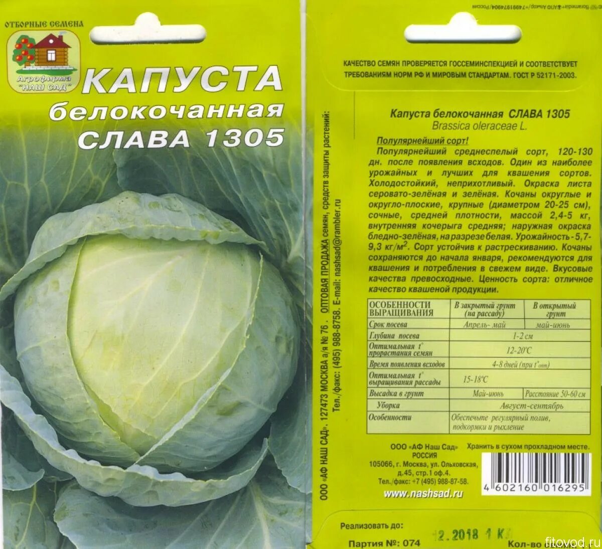 какой срок годности у капусты. срок хранения капусты. капуста белокочанная сорт слава. какой срок годности у капусты. условия и сроки хранения капусты.
