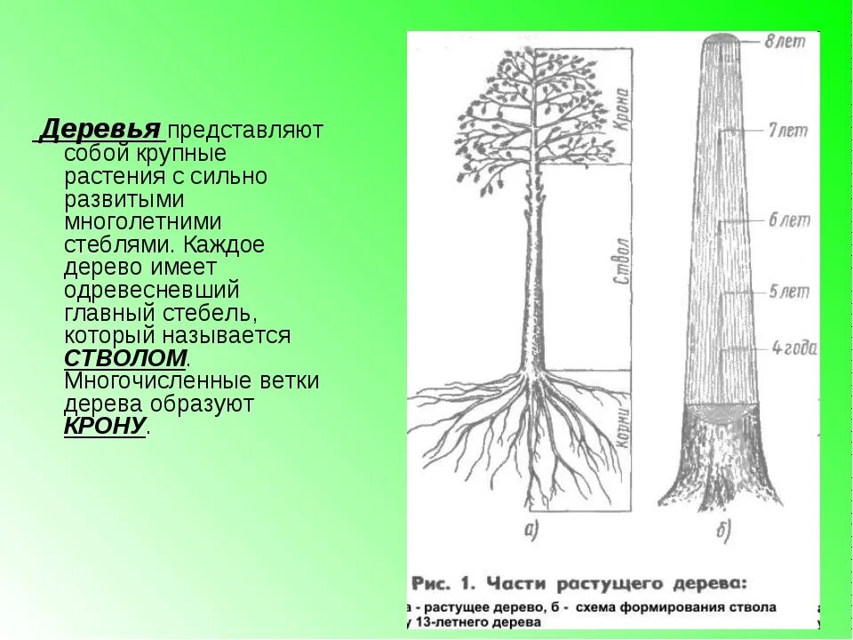 Виды ствола растений. Липа дерево корневая система. Название частей дерева. Строение ствола дерева. Строение кроны дерева.