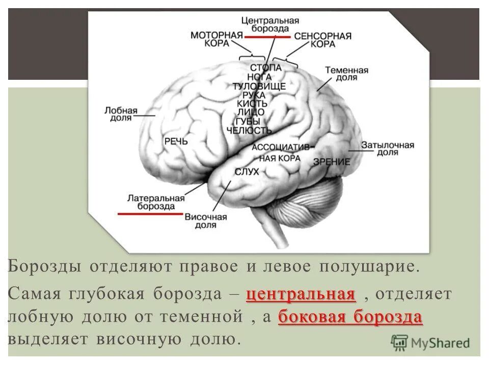 В лобной доле расположен центр. Борозды лобной доли мозга. Отделяет лобную долю от теменной. Латеральная борозда лобной доли.