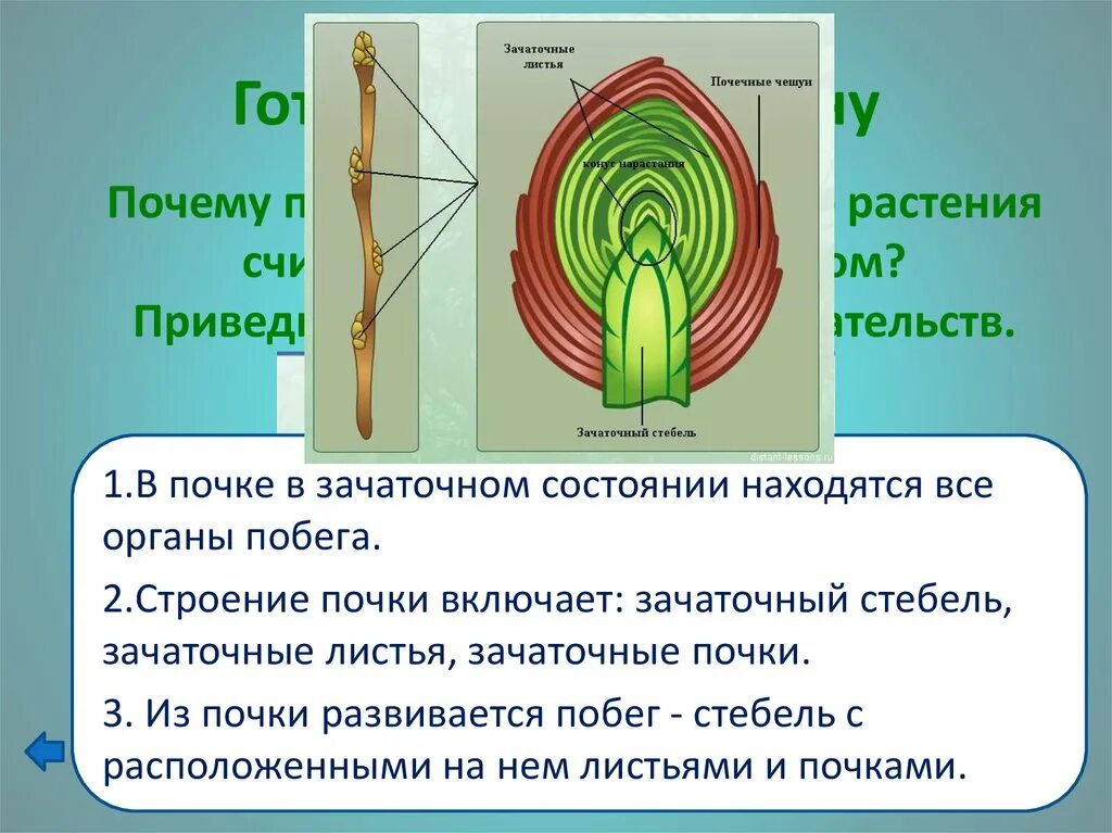 Строение почки 6 класс биология. Почка зачаточный побег строение. Побег, почка зачаточный побег. Почки и побеги. Строение почки.