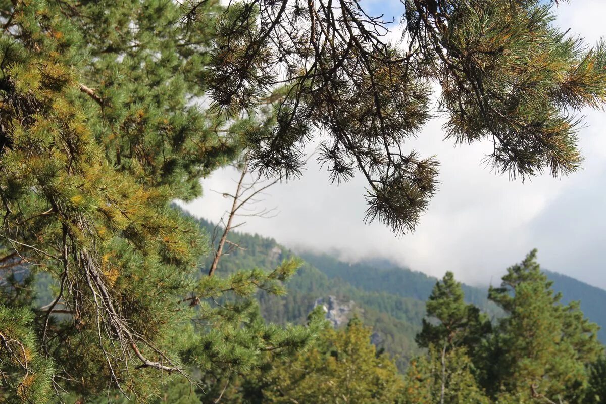 Ель сосна лиственница кедр туя. Онолвинский кедровник. Сосна обыкновенная сосна лесная. Сосна кедровая сибирская сибирский кедр. Ель аянская сахалин.