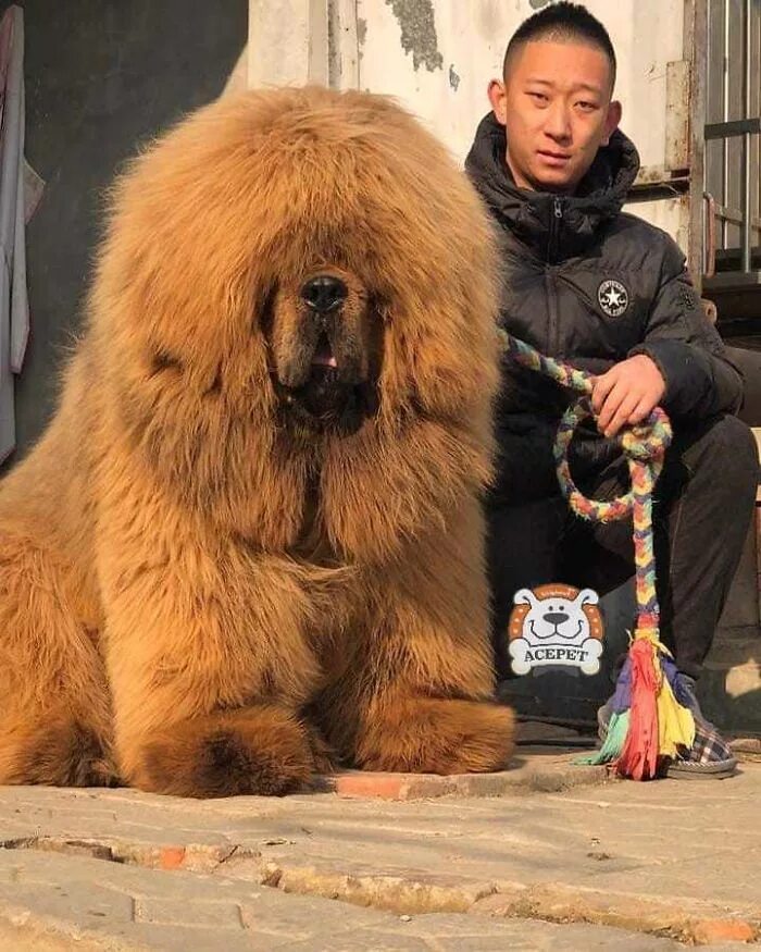 Сколько стоят большие собаки. Тибетский мастиф. Собака тибетский мастиф. Тибетский мастиф Хонг Донг. Тибетский тибетский мастиф.
