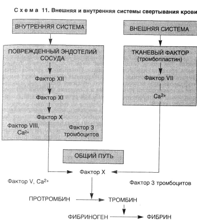 Образование тромба попадание факторов свертывания в плазме