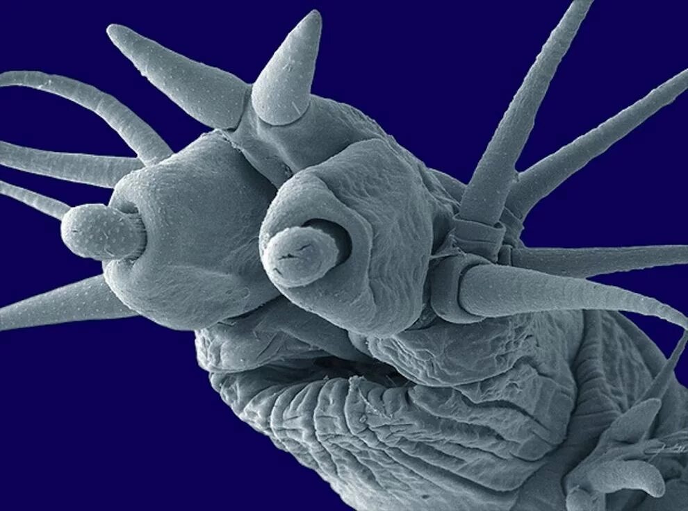 Marine worm: Deep sea creatures, Sea creatures, Ocean creatures