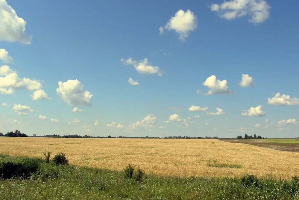 Реальное русское поле. Русское поле. Поле русское поле. Русское поле фото. Русское поле 625.