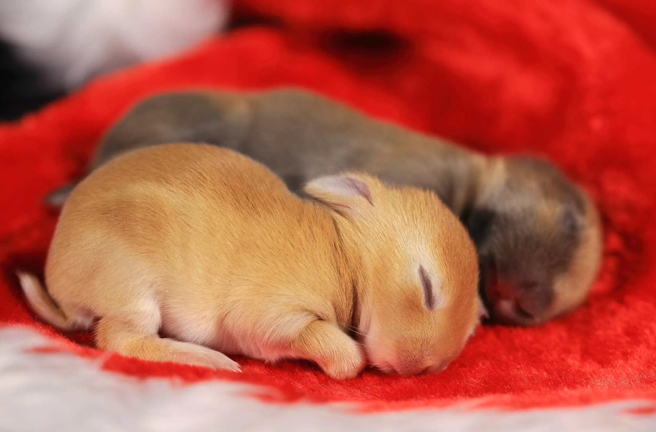К чему снятся кролики во сне женщине. Спящие кролики. Спящие крольчата. Спящие зайчики.
