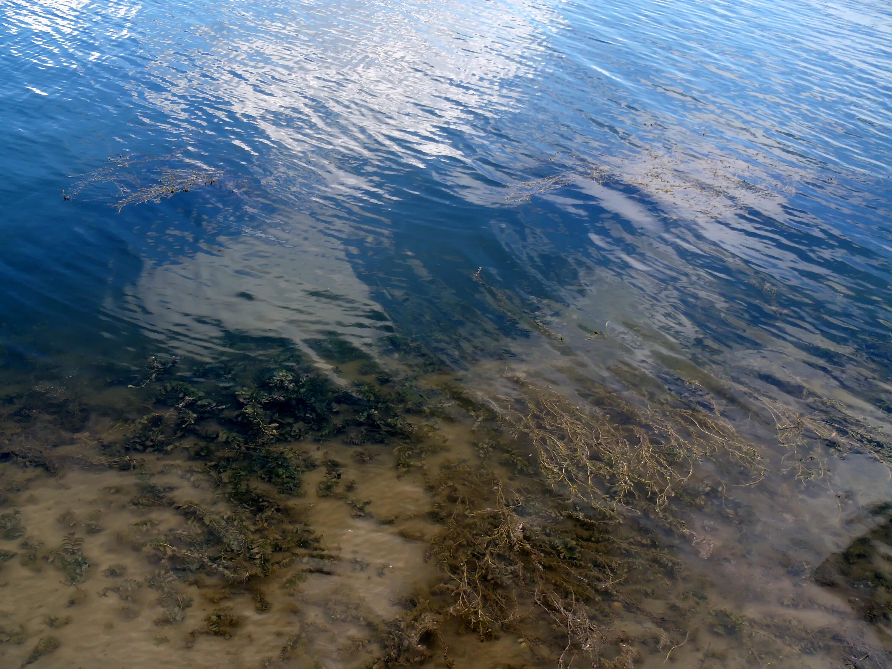 Водоросли в анапе. Черное море цветет Анапа. Джемете Анапа море цветет. Море Анапа Джемете водоросли. Водоросли в черном море в Анапе.