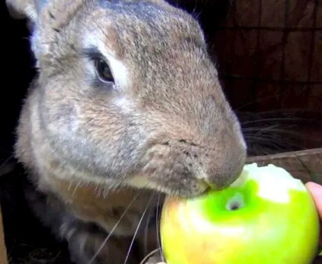 Можно кролику яблоко