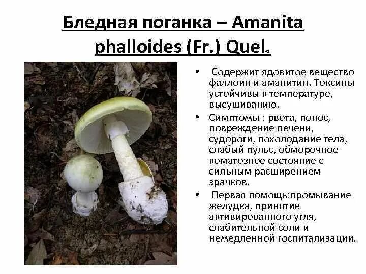 Мухомор и бледная поганка. Бледная поганка (Amanita phalloides). Мухомор зеленый или бледная поганка. Действующее начало бледной поганки.