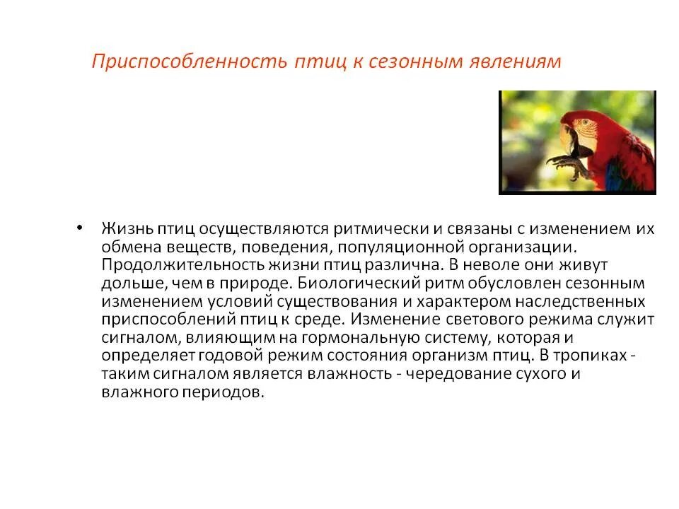 Какое значение имеет поведение птиц осенью. Поведение птиц.сезонные явления в жизни птиц.. сезонные изменения в жизни птиц. продолжительность птиц. срок жизни птиц.