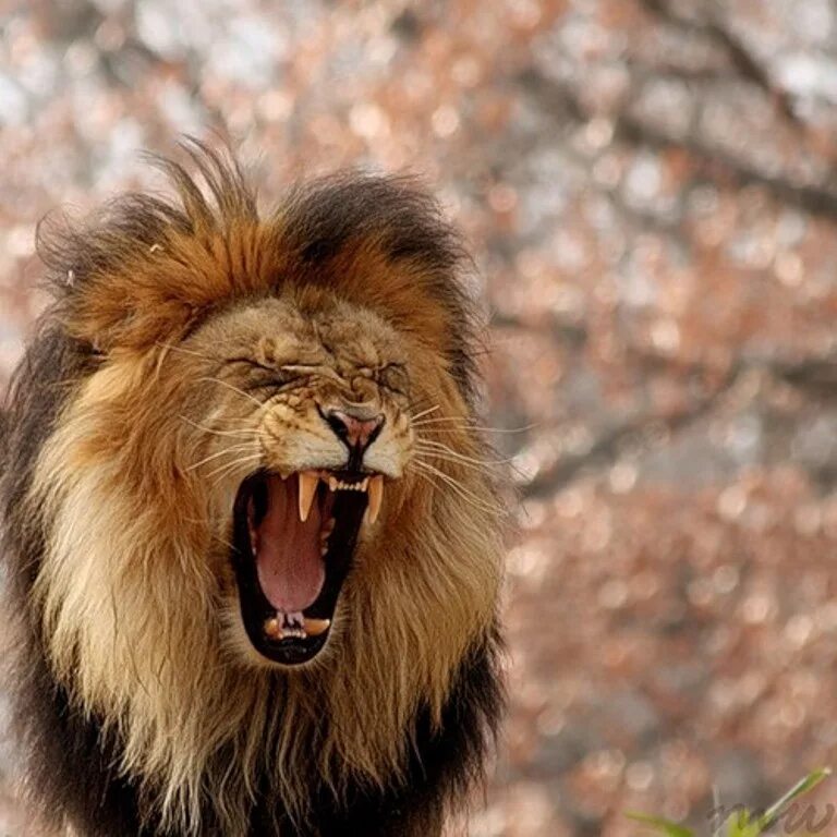 кричащий лев. лев кричит. зверь рычит. кричащий лев. лев рычит.