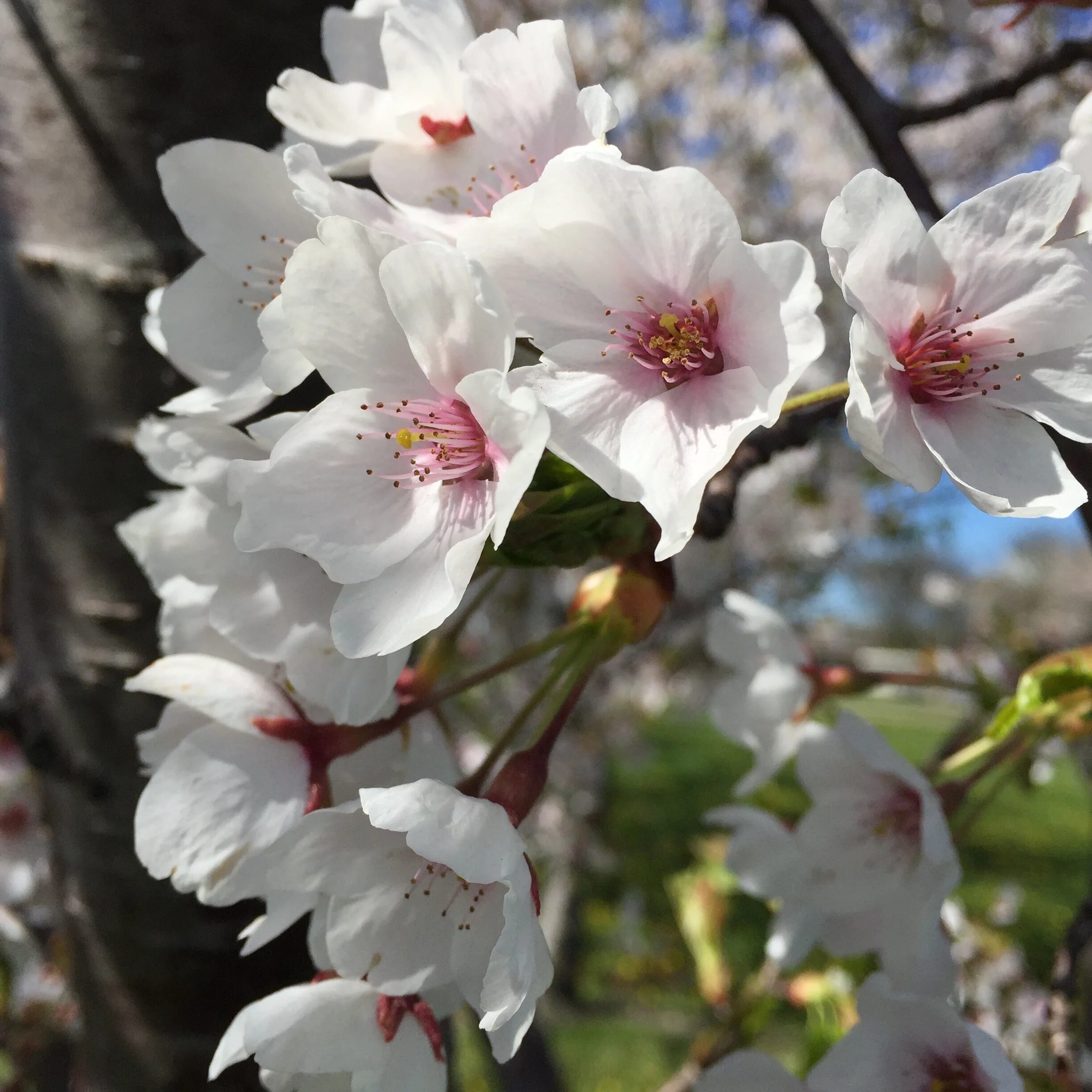 Bahor rasmlari. Бахор гуллари. Весенние цветущие деревья. Цветущее дерево весной. Цветущие растения весной.