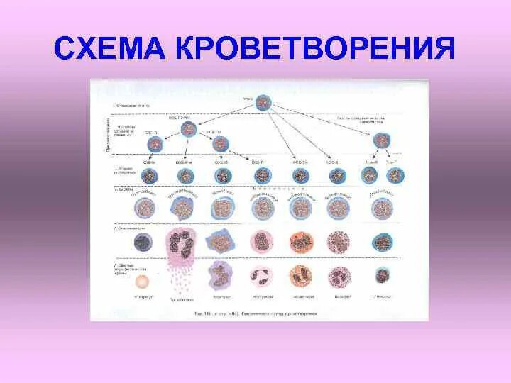 Гемопоэз человека. Схема ростков кроветворения. Гемопоэз схема кроветворения. Постэмбриональный гемопоэз гистология. Схема гемопоэза гистология.