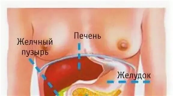 Селезенка и поджелудочная железа одно и тоже. Желчный пузырь расположение. Расположение желчного пузыря у человека. Расположение желчного пузыря у человека на картинке. Расположение желчного пузыря у женщин.