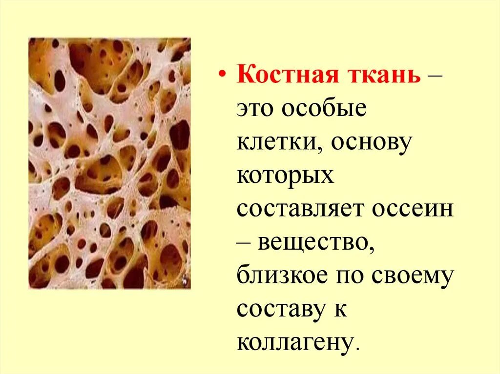Участвует в образовании костной ткани. Костная ткань ткань. Костная ткань состоит из. Основное вещество костной ткани.