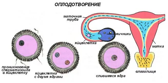 Процесс оплодотворения у человека