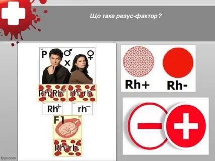 Резус содержится в