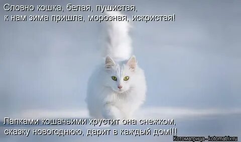 Кошка будто