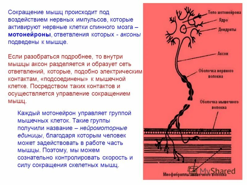 Аксон каталог товаров. Аксон в балаково специалисты. Строительный каталог. Строение нейрона нейроплазма. Аксон волгодонск медицинский центр.
