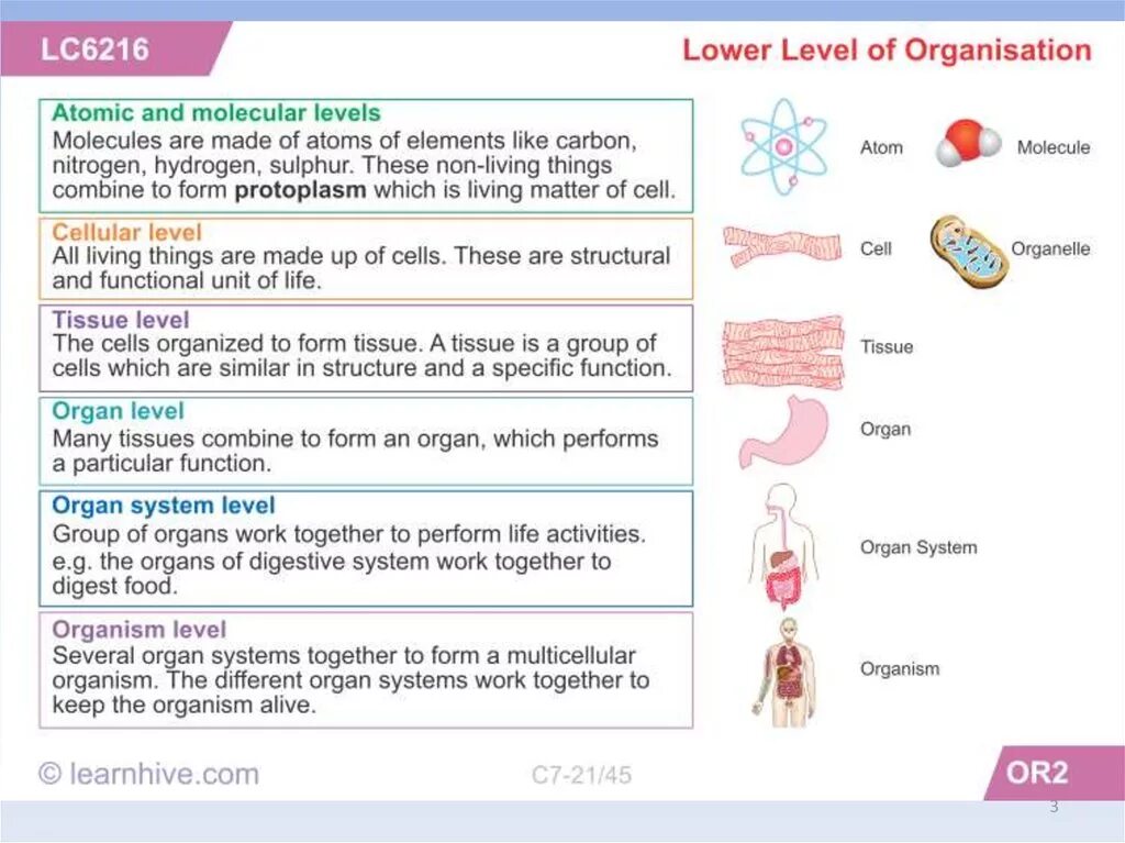 Levels of Organization. Levels of Organization of Living things. Biological Organization. Простагландины функция Tissue Organs.