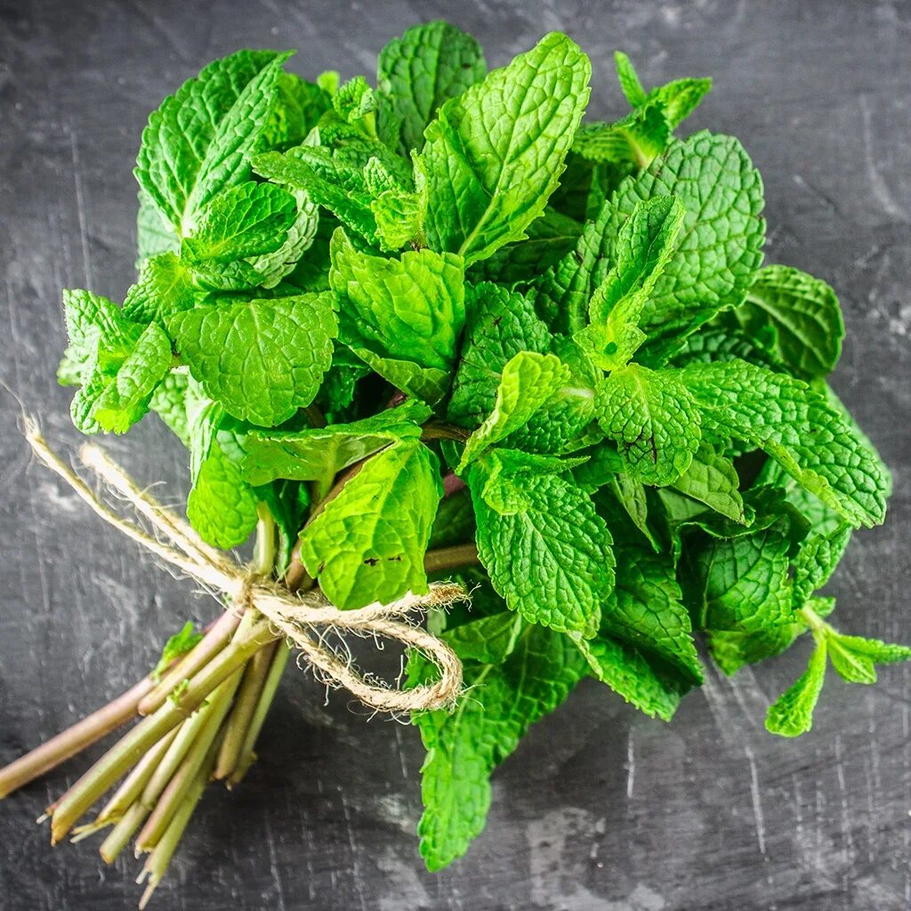 Мята пудина. Ялпиз чой. Мята побег. Мята перечная (mentha piperita). Мята перечная.