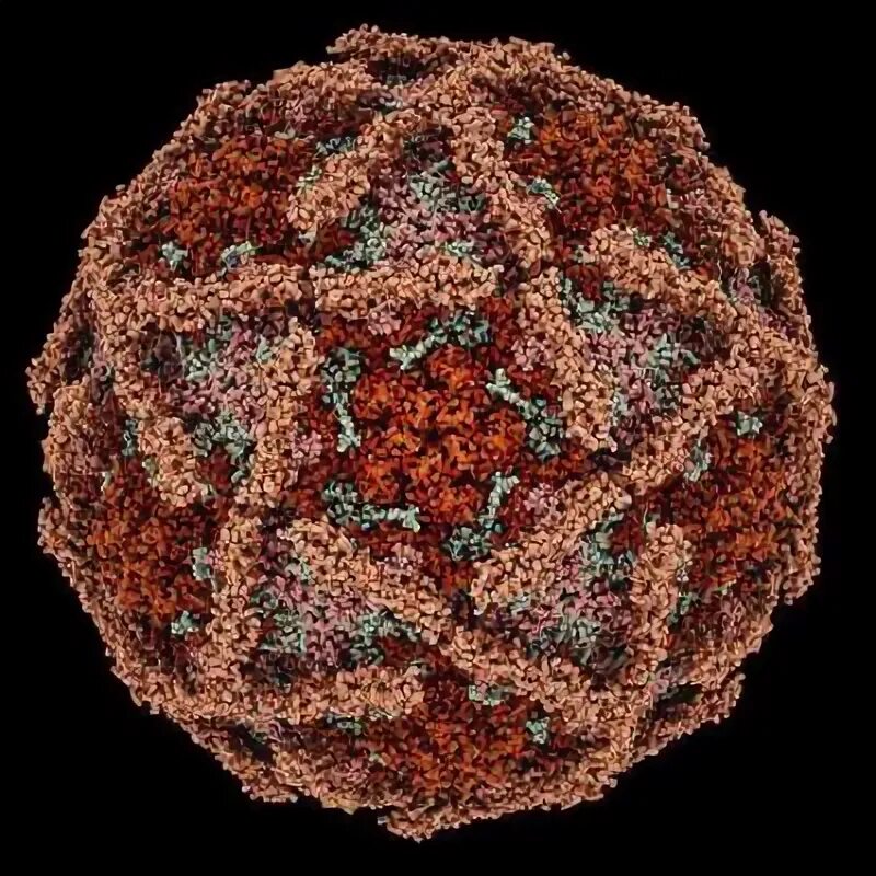 Группа вирус фото. Virus 2024. Группа вирус 2023. Вирус гриппа картинка. Вирус осень 2024 отзывы.