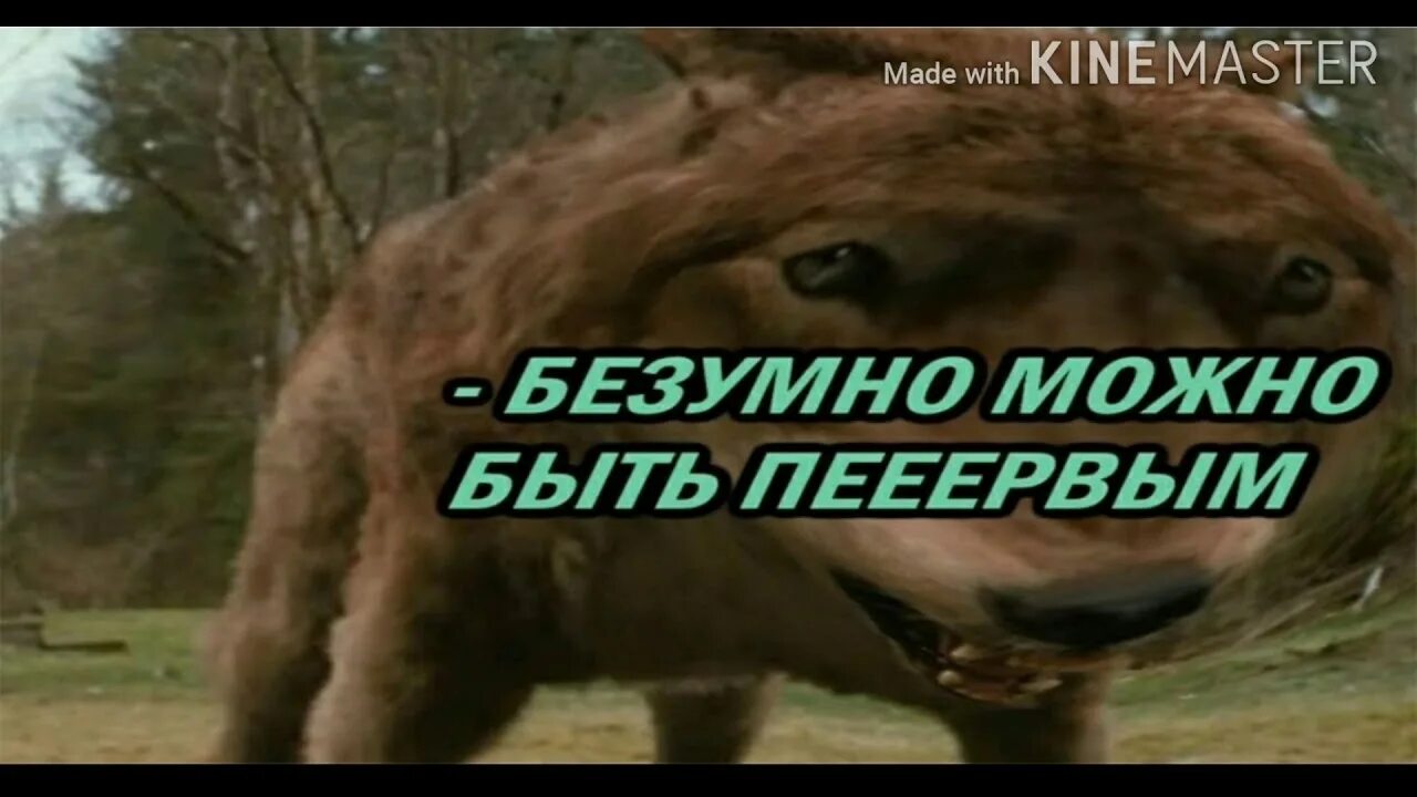 Безумно смешно. Шутки чокнутой. Безумно можно бытььпервым. Безумно смешно. Смешные жизанутые шутки.