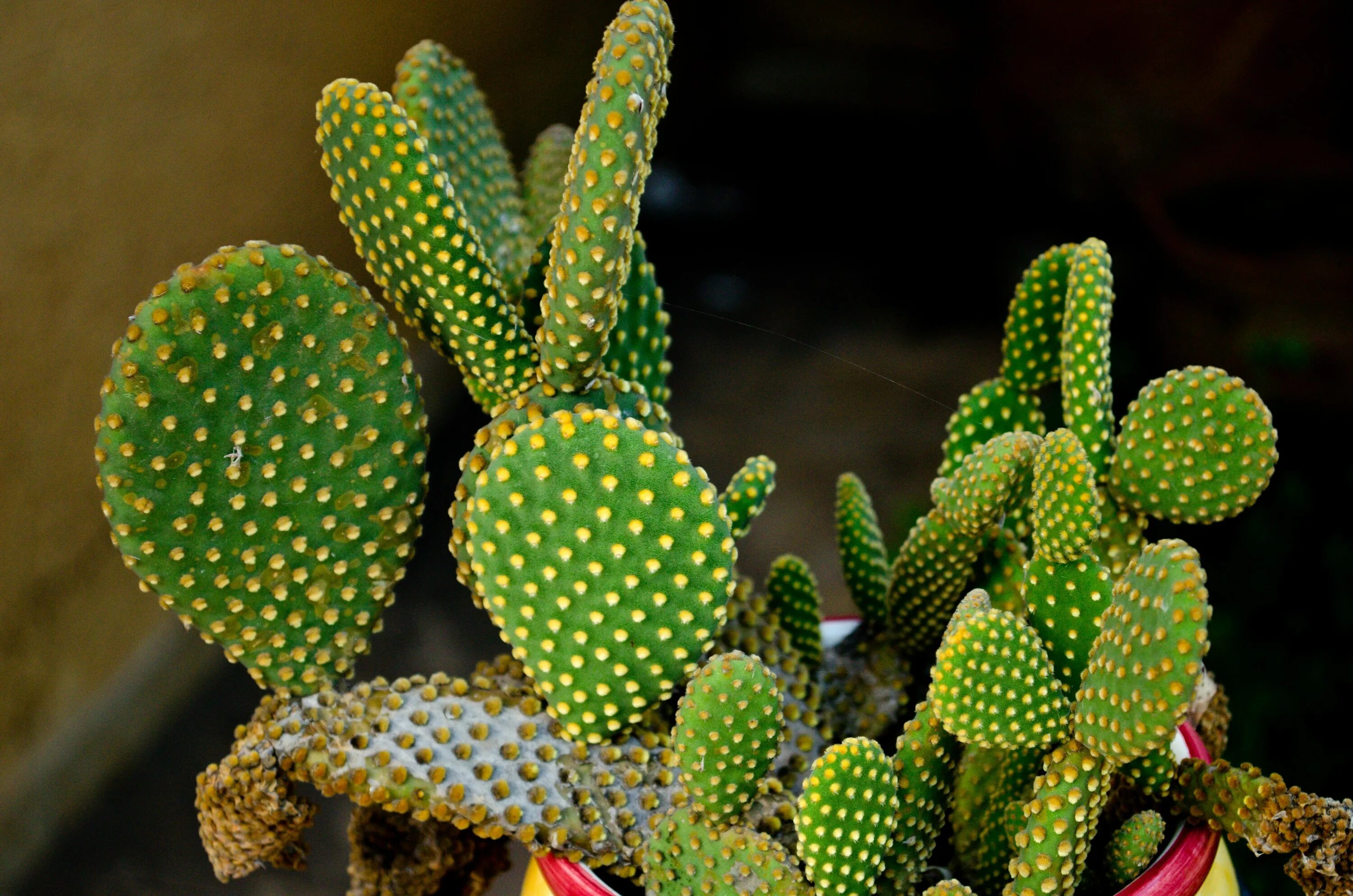 Cactus dg. Опунция суккулент. Кариофил Кактус. Кактус опунция. Опунция вульгарис.