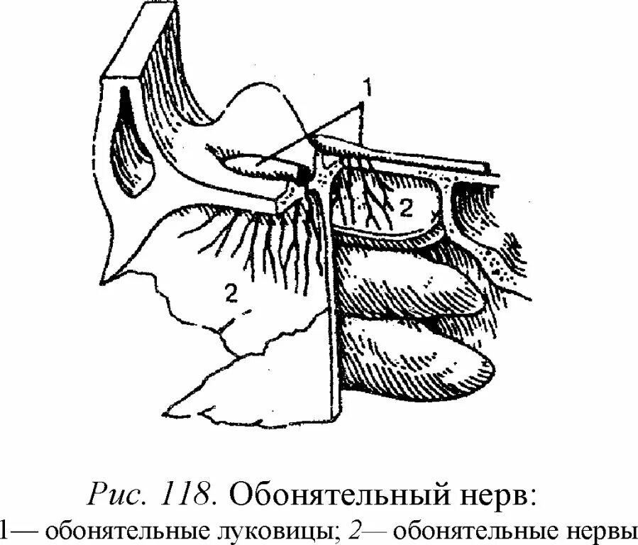 Обонятельный нерв анатомия 1 пара. Обонятельный нерв строение. Обонятельный нерв топографическая анатомия. Обонятельная луковица и обонятельный нерв.