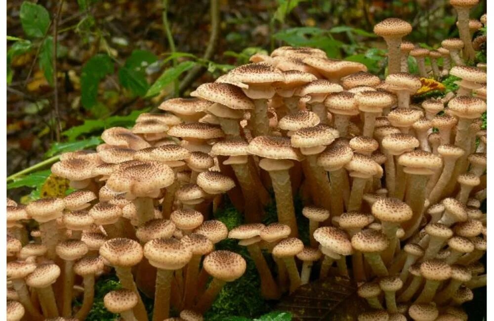 Опята грибы съедобные. Опёнок осенний (armillaria mellea). Грибы опята лесные. Приморский осенний опенок опёнок. Летний опенок kuehneromyces mutabilis.