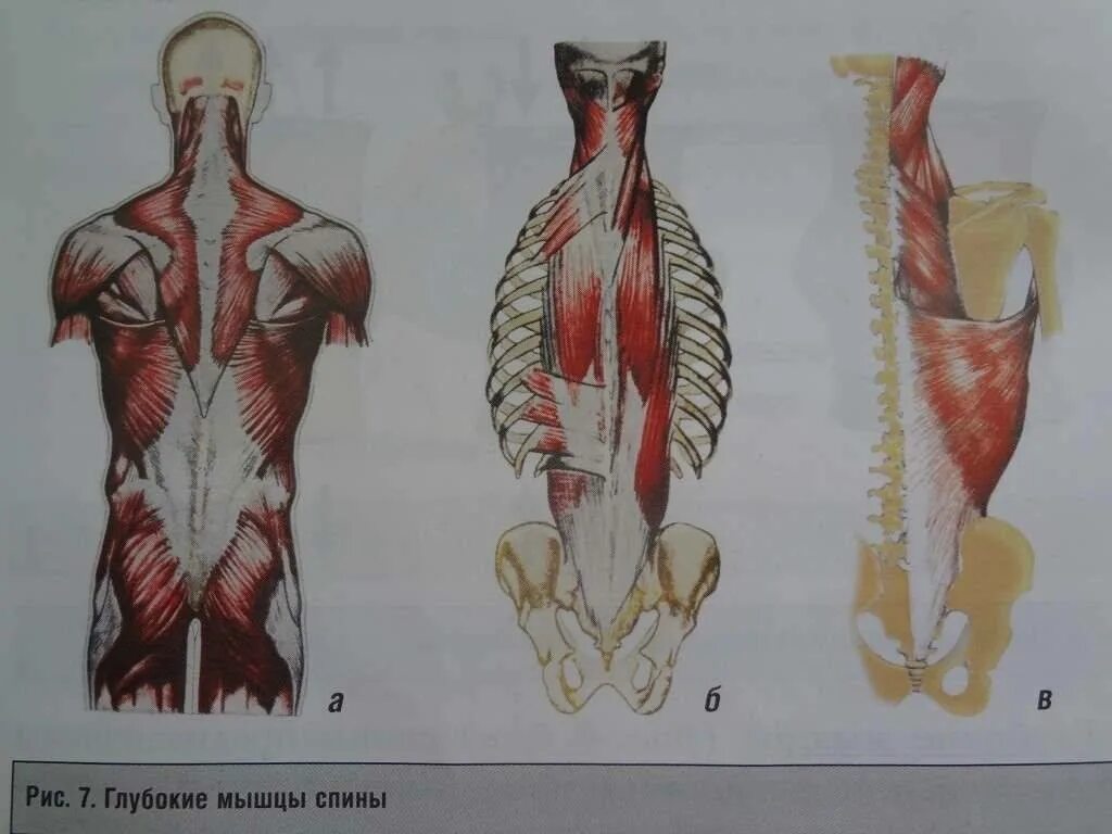 Глубокая поясница. Атлас Синельников мышцы спины. Мышца разгибающая позвоночник. Мышцы спины анатомия. Мышцы разгибатели позвоночника анатомия.