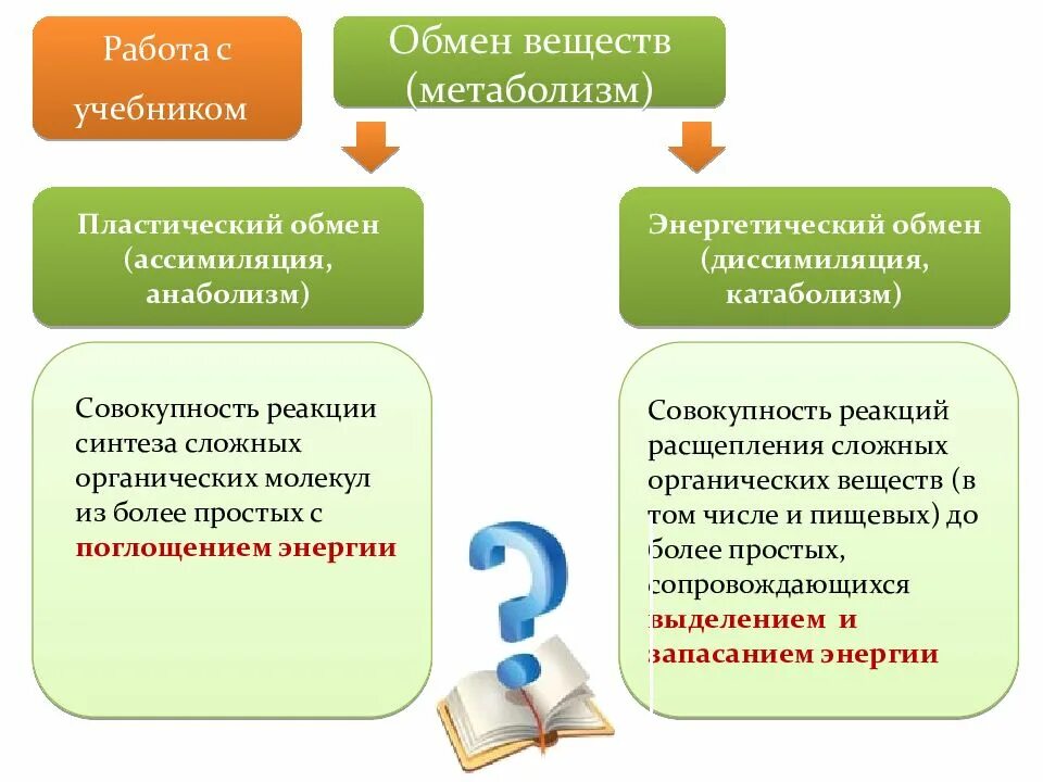 Обменные процессы в организме 8. Обмен веществ 8 класс биология. Обменные процессы в организме конспект. Этапы пластического и энергетического обмена.