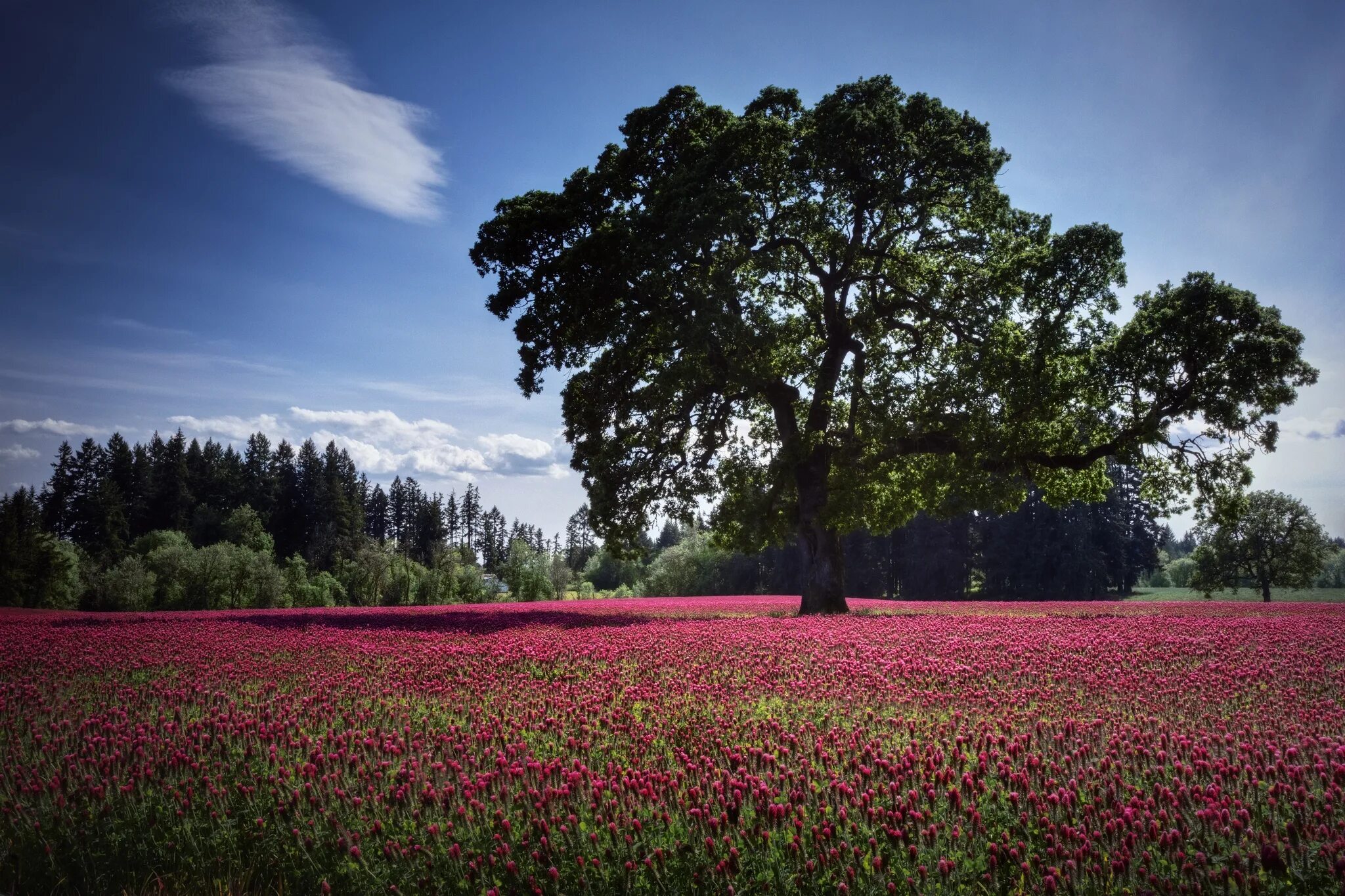 Natural tree. Красивое дерево. Природа деревья. Деревья и цветы. Поляна с розовыми цветами.